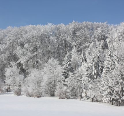 Wald schafft Zukunft!