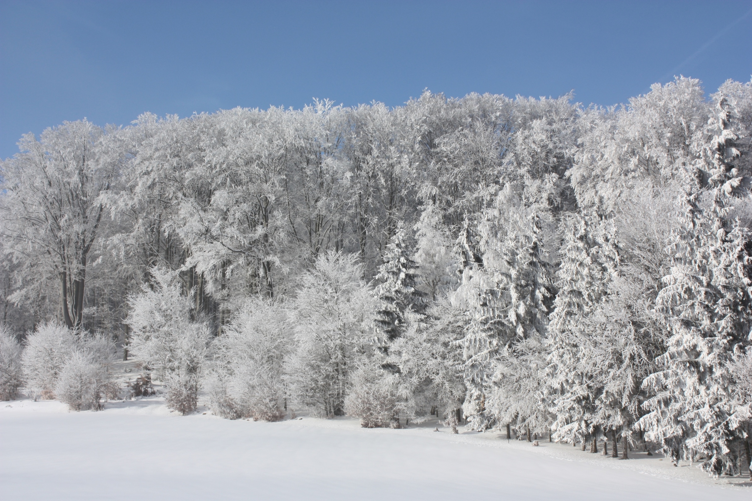 Wald schafft Zukunft!