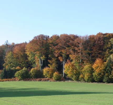 Generationenprojekt Wald