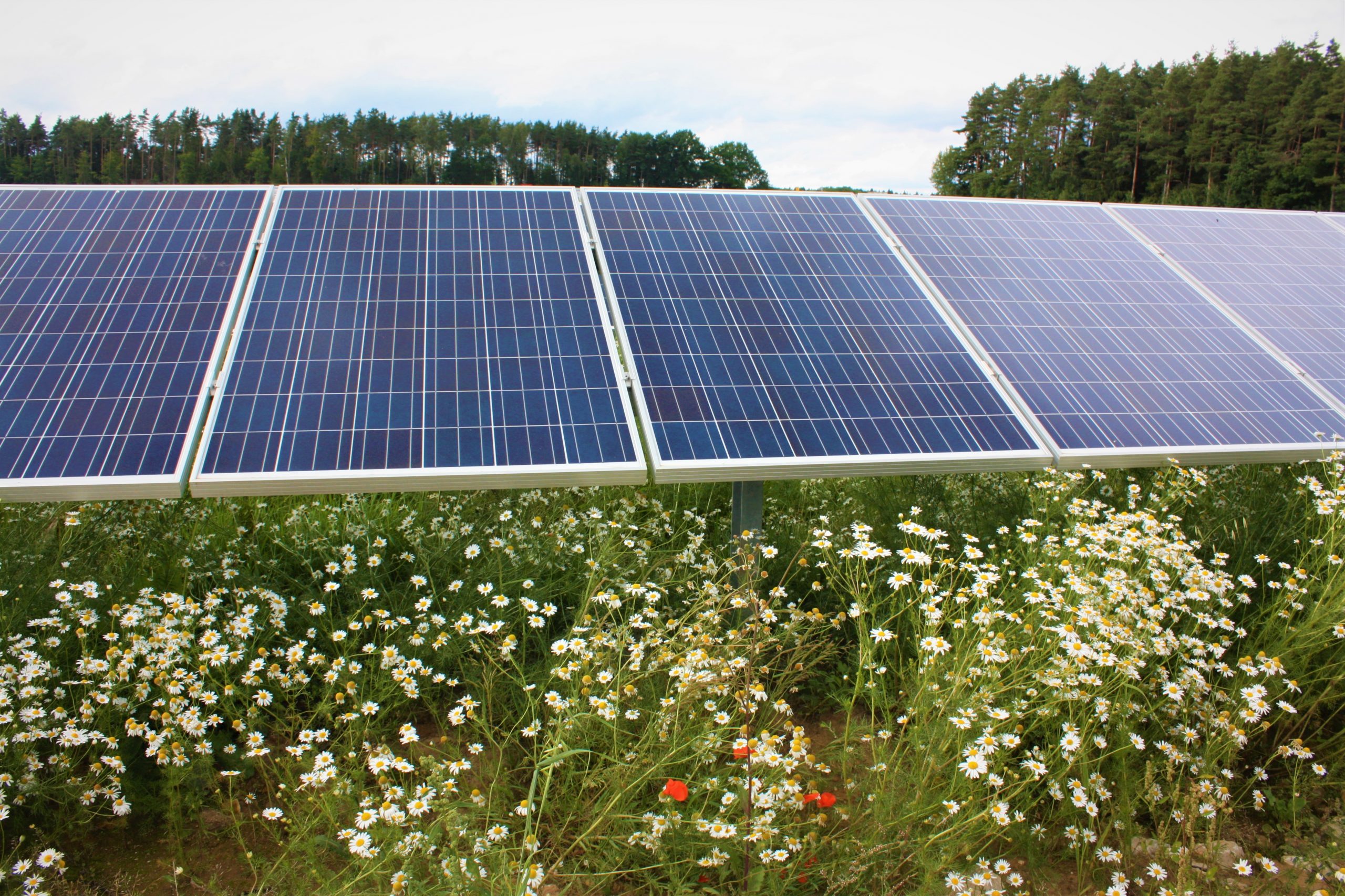 Ergebnisse der 2. Sonderausschreibung für Photovoltaikanlagen