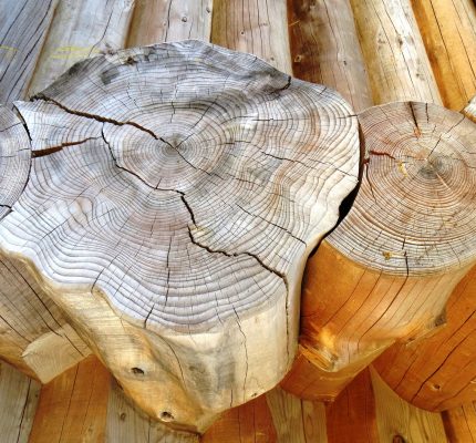 Wohin mit dem Kohlenstoff? Webkonferenzen beleuchten Wald, Holz und Moore als Werkzeuge gegen die Klimakrise