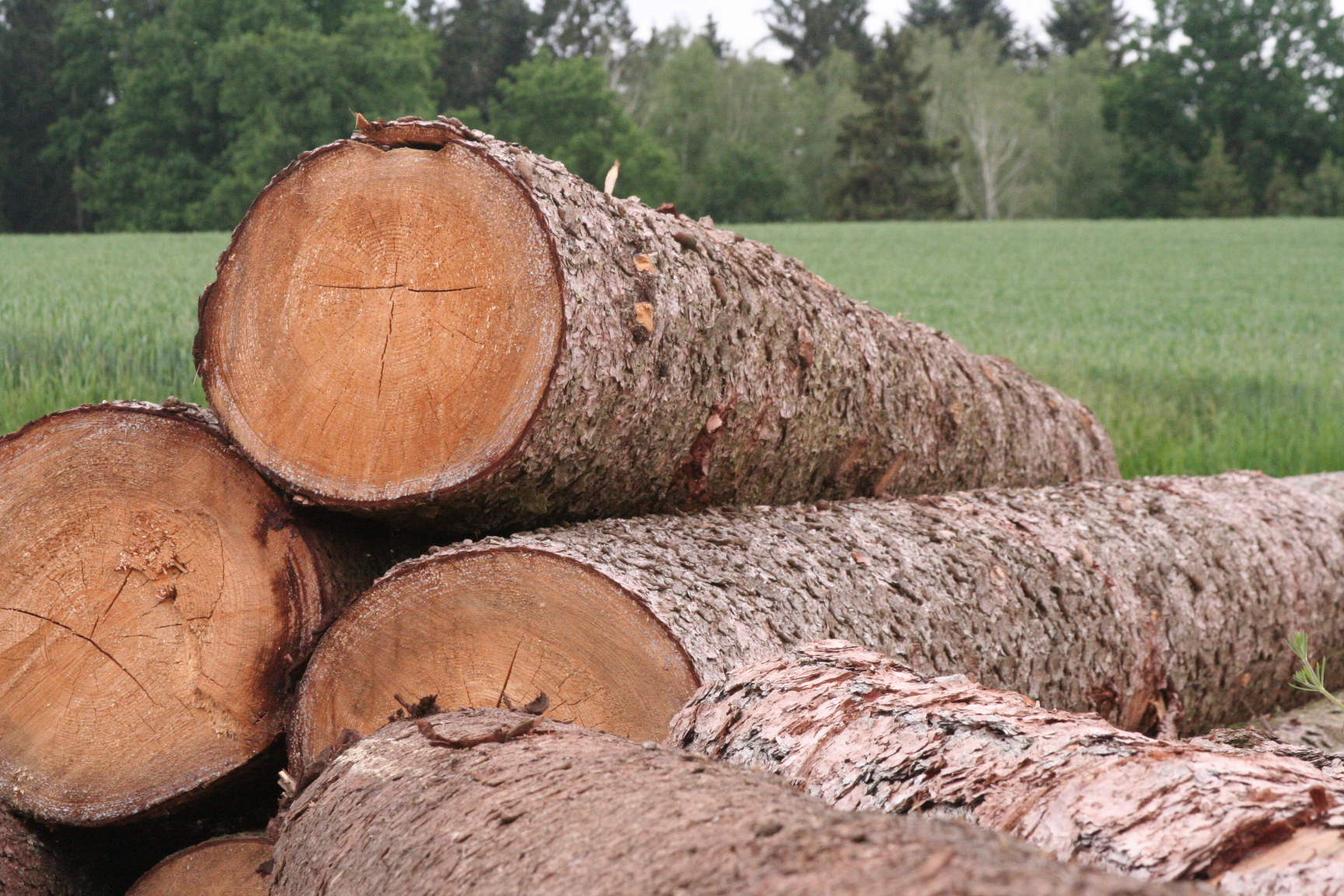 Aus rund wird eckig – so entsteht ein Holzhaus