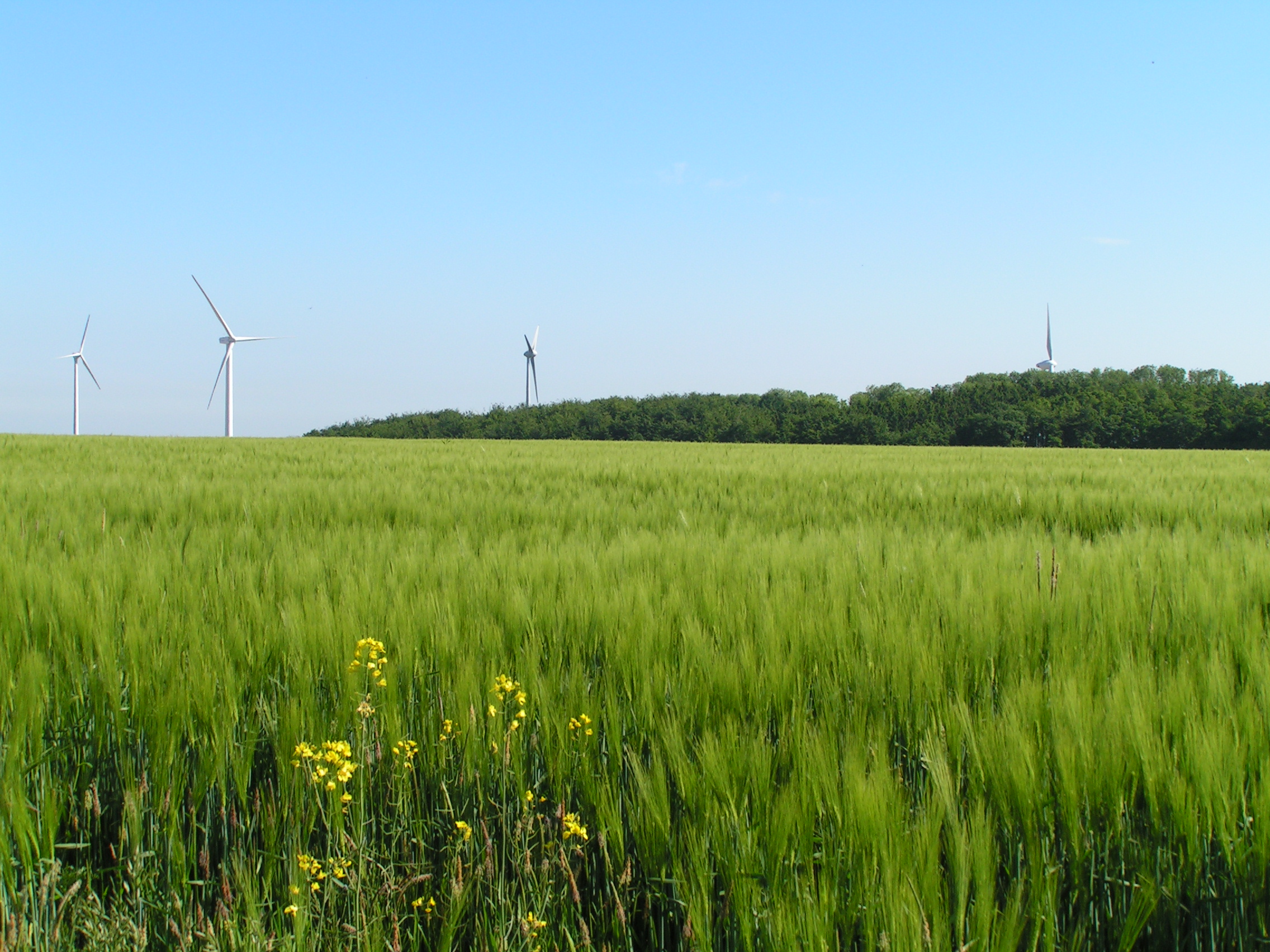 Rekordhoch für Erneuerbare Energien in 2020