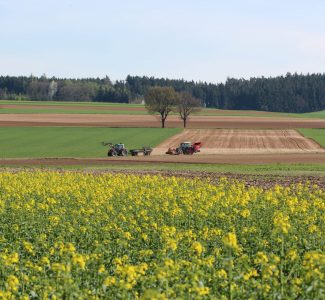 Landwirtschaft Feld Raps