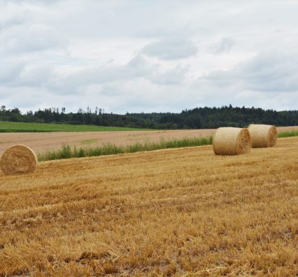 Unterschiedliche Meinungen zum Einsatz von Koppelprodukten in Biogasanlagen