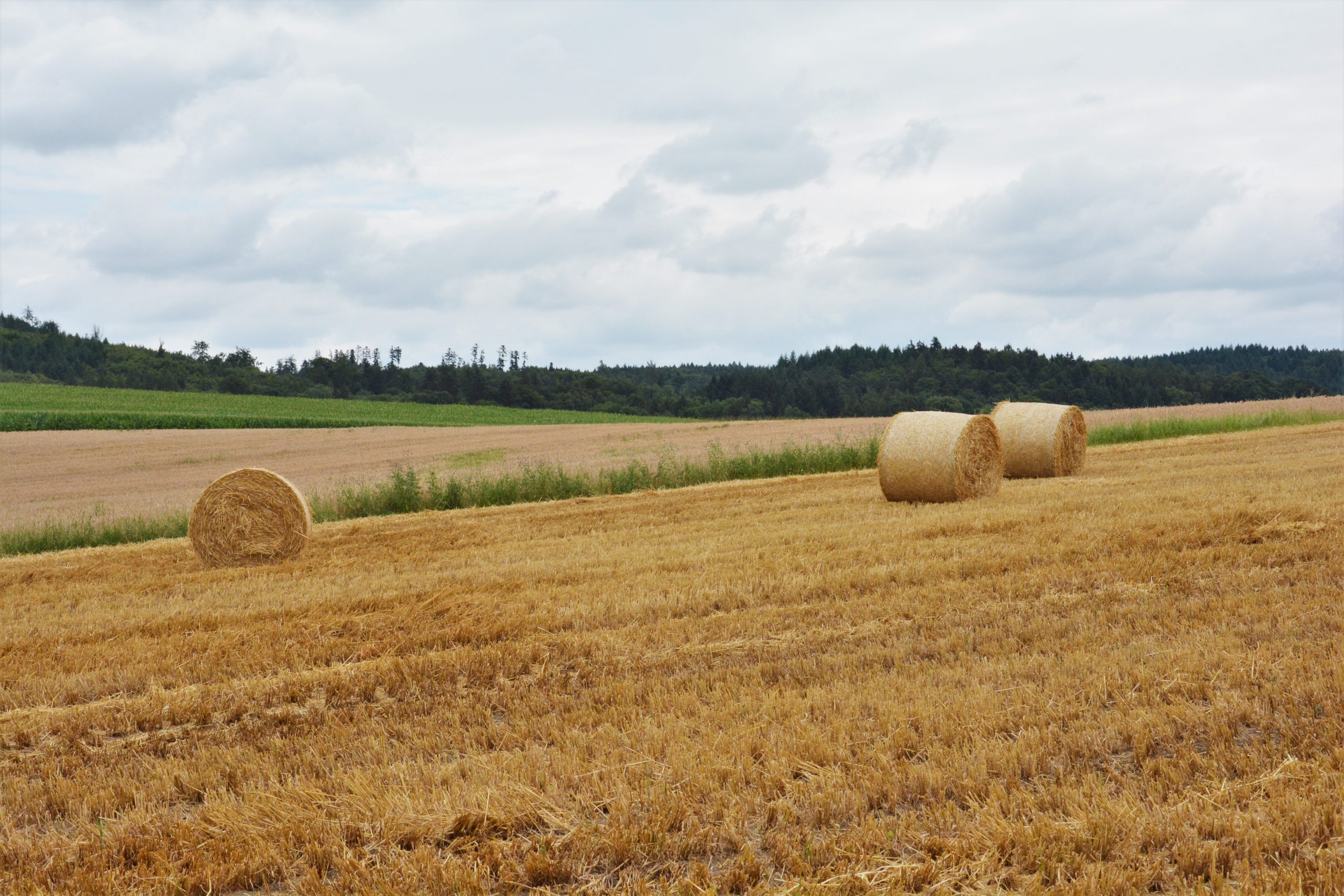 Bauen mit Stroh