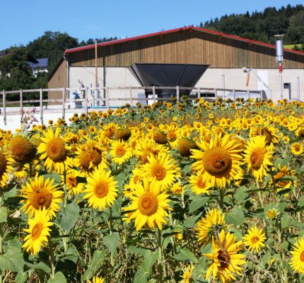 Biogas im Ökologischen Landbau