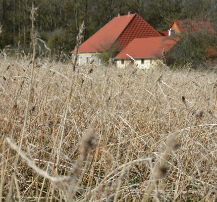 Hanf im Winteranbau – eine Zwischenfrucht für die Textilindustrie