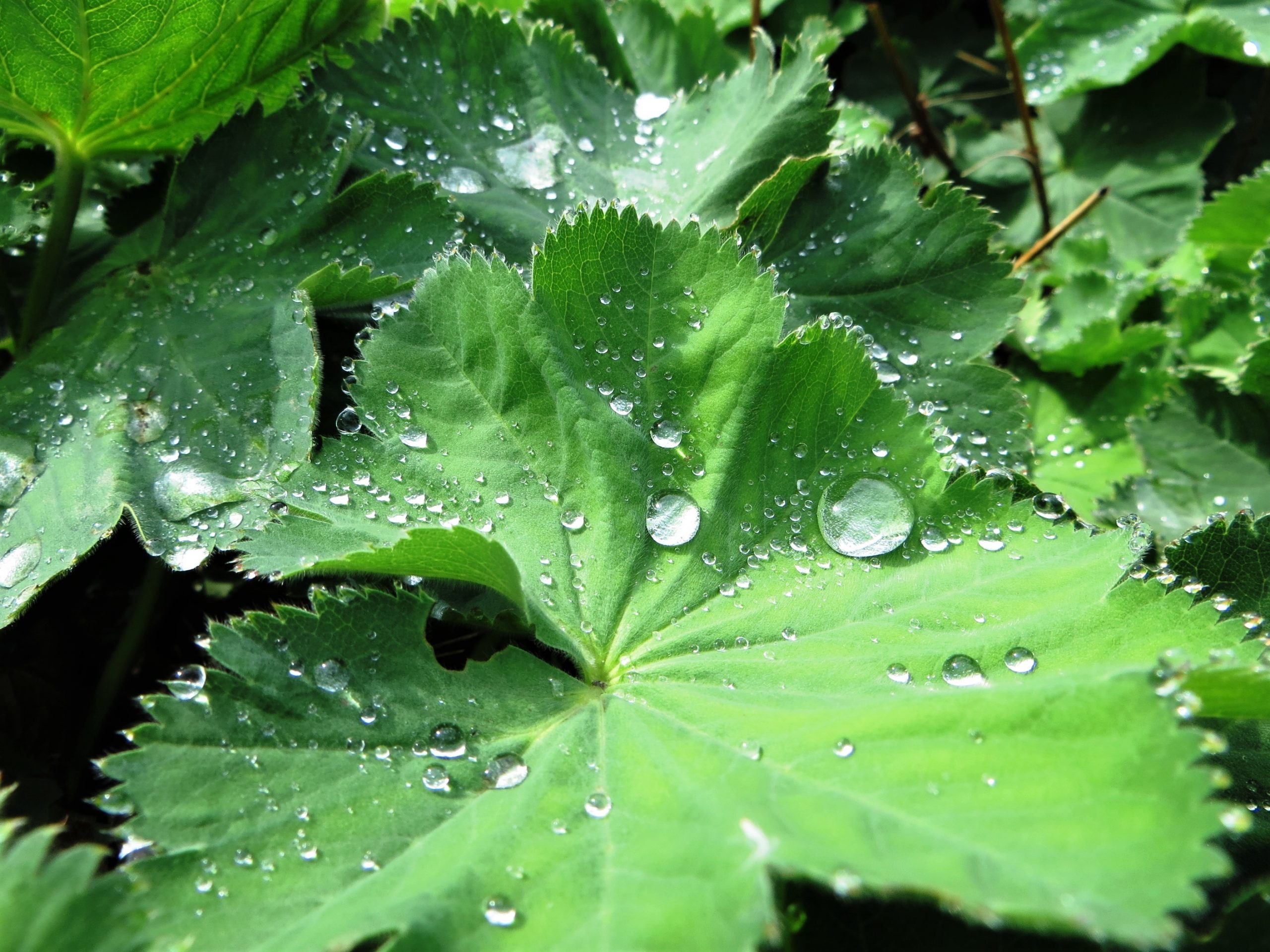 Arzneipflanzen – Wirkstoffe aus der Natur