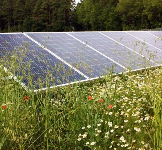 Freiflächen-Photovoltaikanlage mit Blühwiese im Vordergrund.
