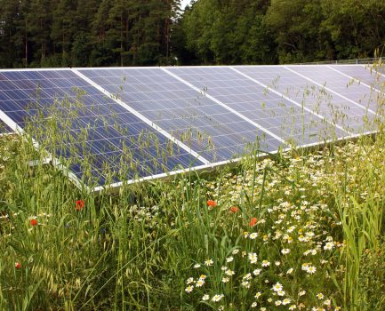 Freiflächen-PV und Artenschutz – Anlagen für Modellprojekt in Bayern gesucht