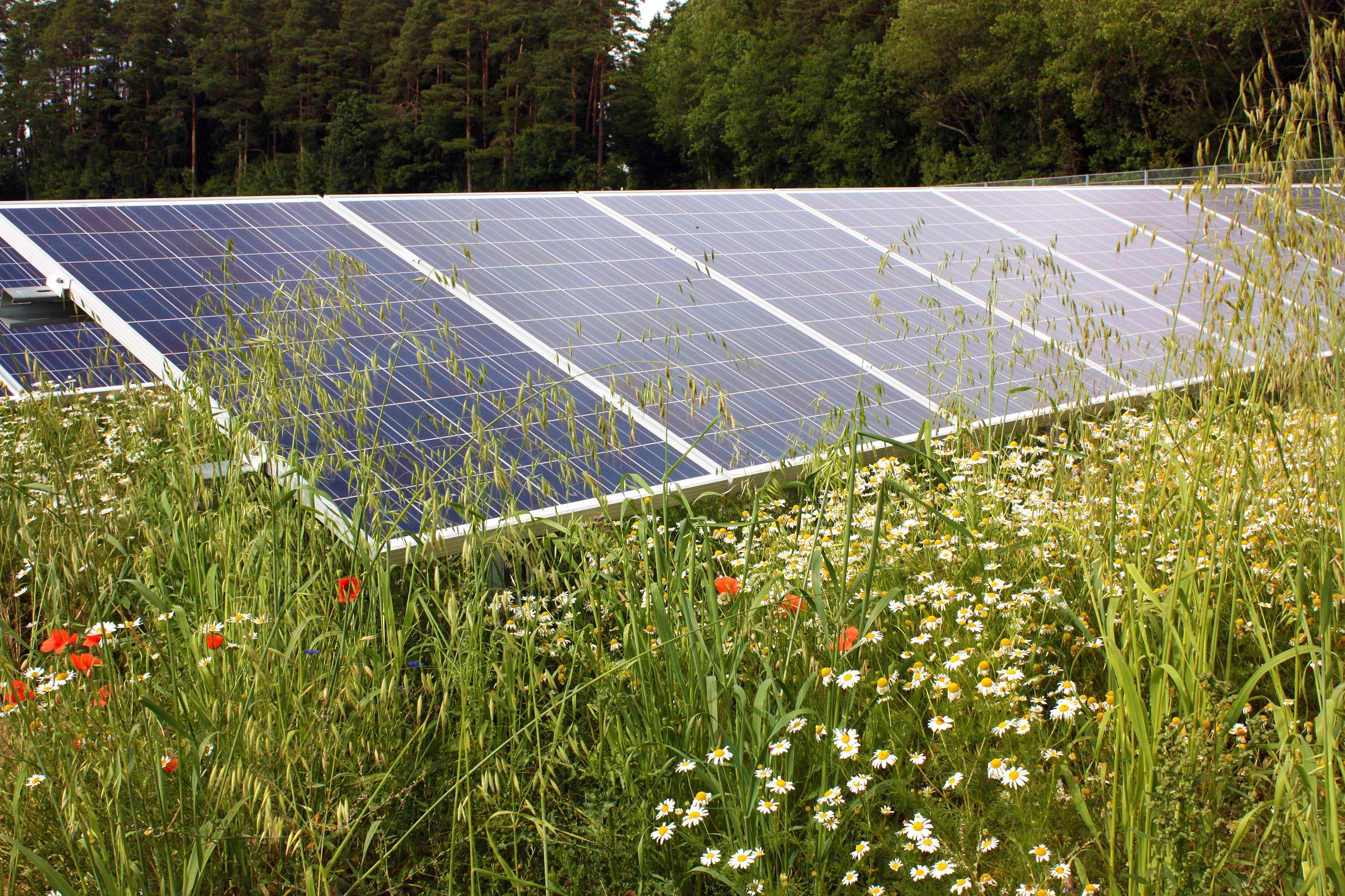 C.A.R.M.E.N.-WebKonferenz informiert über Photovoltaik-Freiflächenanlagen