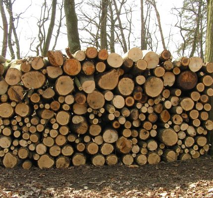 Haben wir genug Holz? – Energieholzmarktbericht 2018 zeigt Potentiale auf