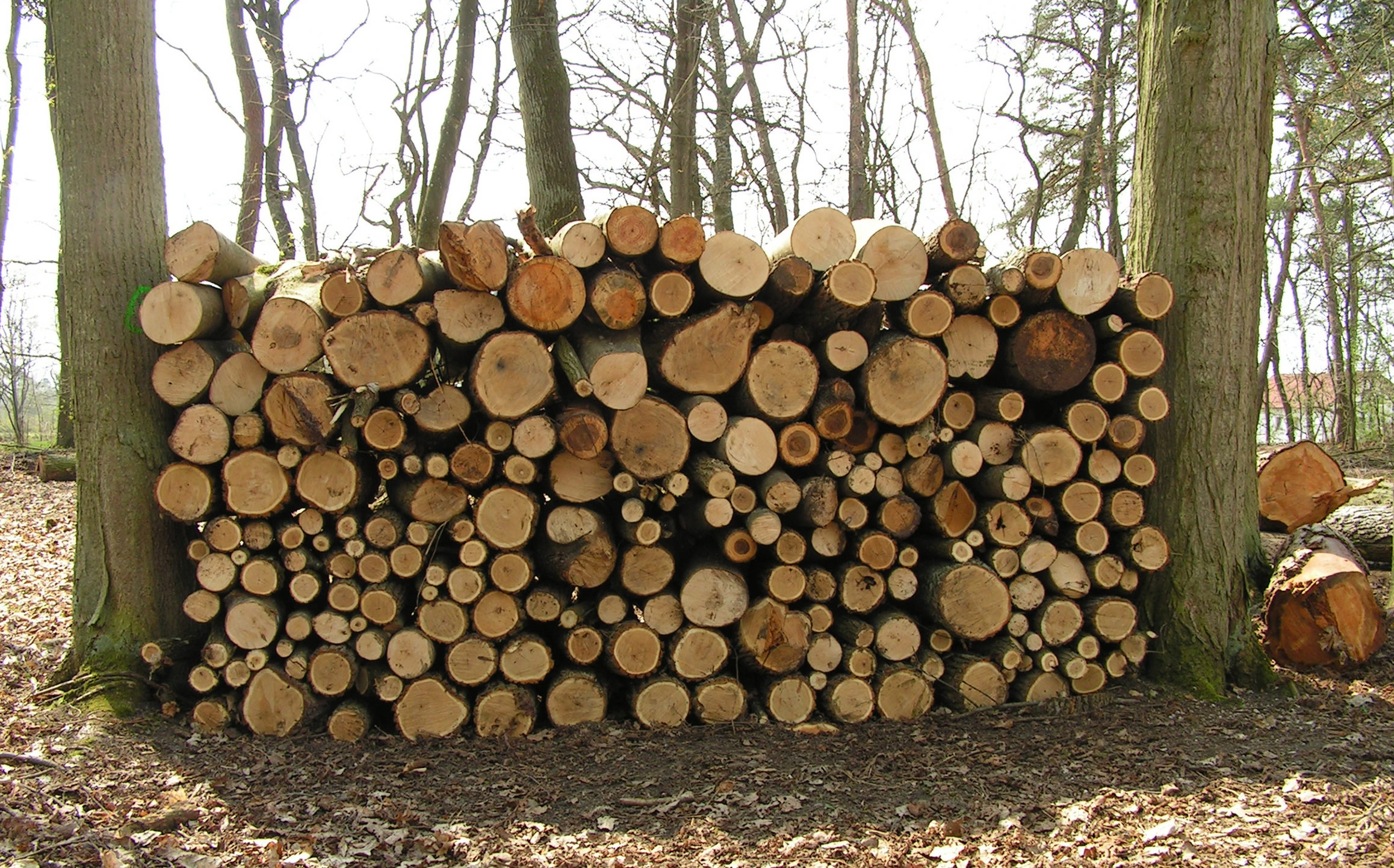 Haben wir genug Holz? – Energieholzmarktbericht 2018 zeigt Potentiale auf