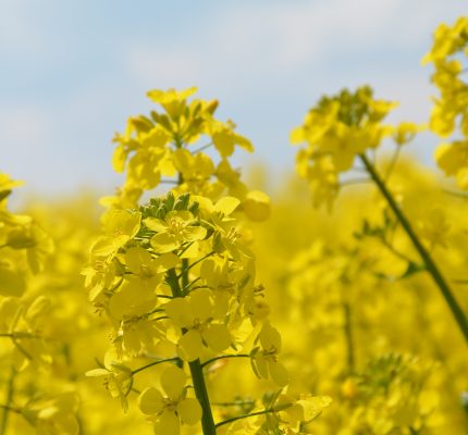 Der Agrarmarkt: Lebensmittelversorgung und Biokraftstoffe