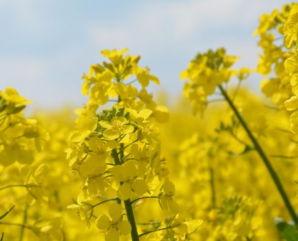 Förderpreise Nachwachsende Rohstoffe – Bewerbung noch bis 30. April einreichen