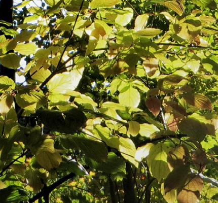 Podcast-Reihe „Vom Baum zum Bau“ – Nachhaltigkeit im Wald