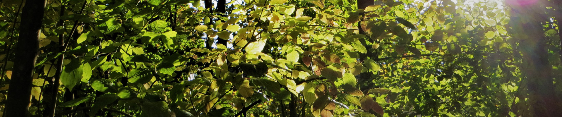 Podcast-Reihe „Vom Baum zum Bau“ – Nachhaltigkeit im Wald