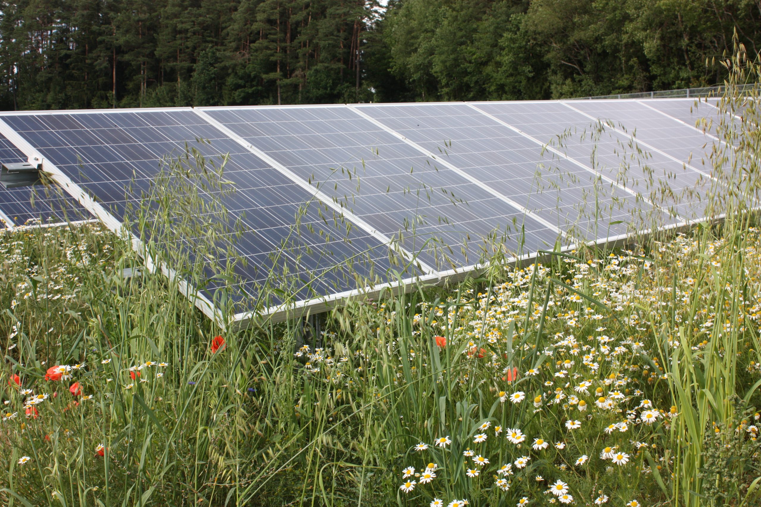 Positionspapier zu Freiflächen- und Agri-PV