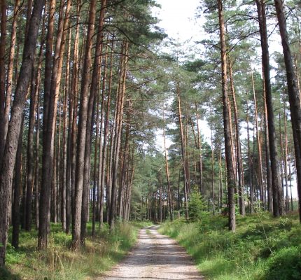 Heimisches Holz als Hochleistungswerkstoff