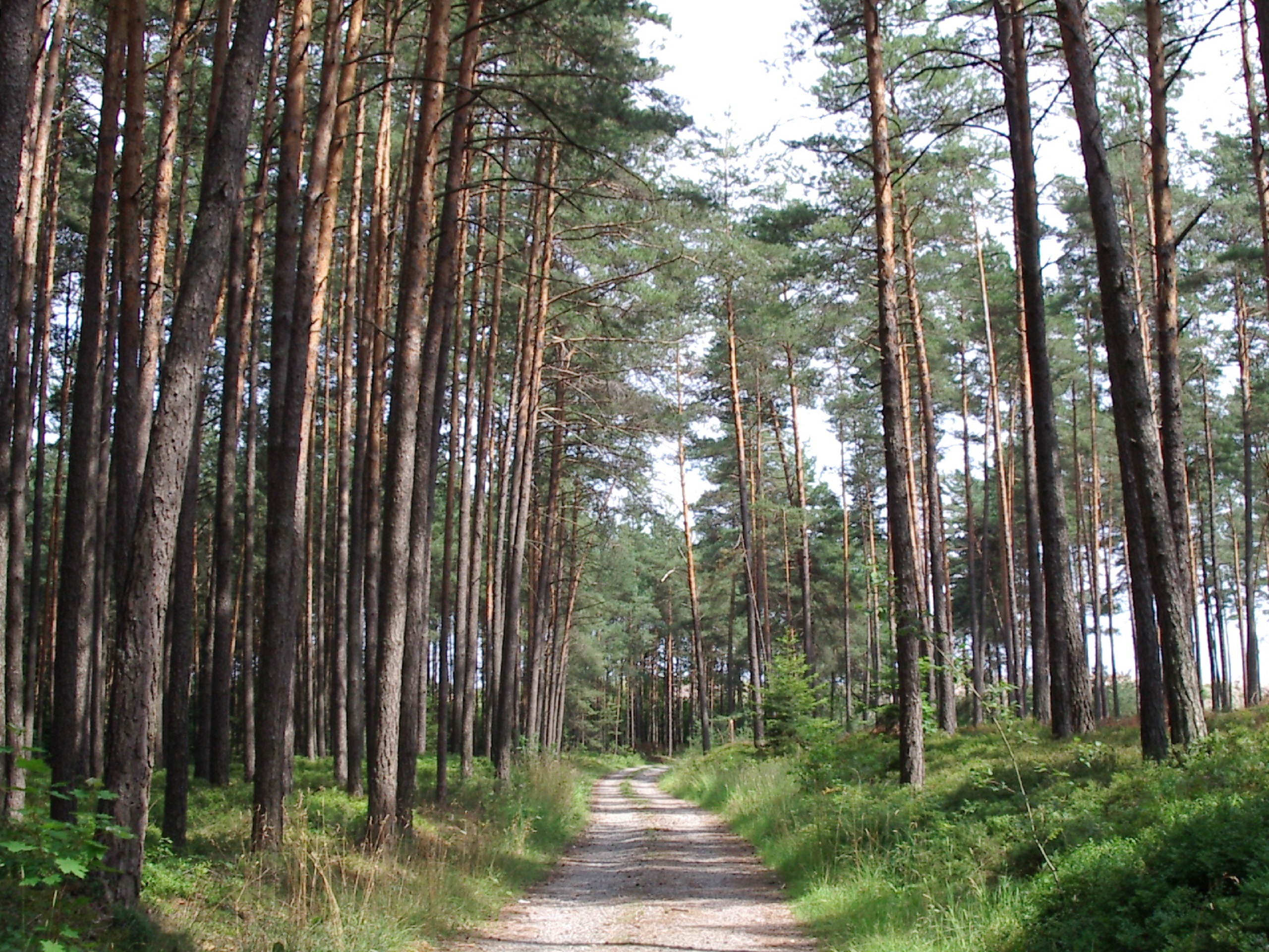 Heimisches Holz als Hochleistungswerkstoff