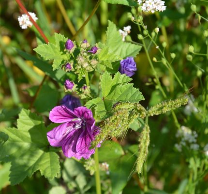 Anbau von Wildpflanzenkulturen zur Biomasseproduktion honorieren!