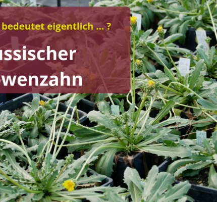 C.A.R.M.E.N. Kinderwoche: Was bedeutet eigentlich … Russischer Löwenzahn?