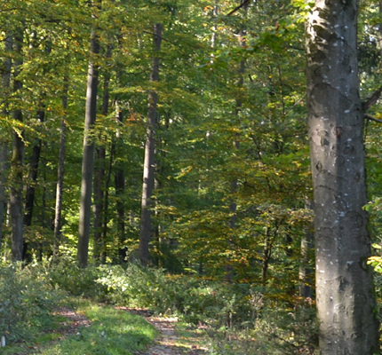 Holzenergie in Deutschland – eine Chance für den Klimaschutz