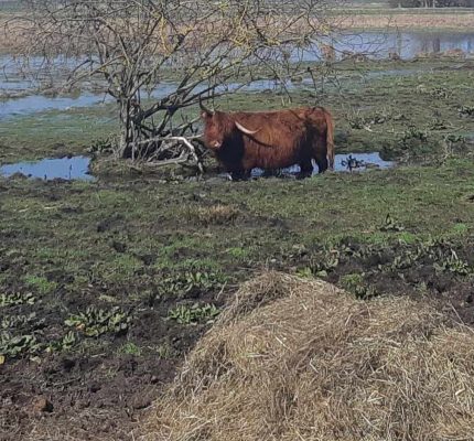 Klimaschutz durch Moorbodenschutz