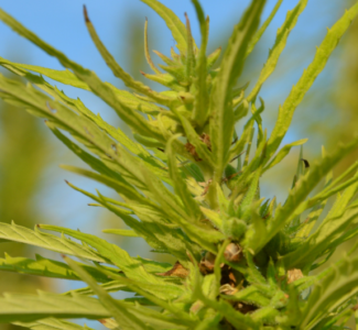 Einzelne Hanfpflanze vor einem Hanffeld.