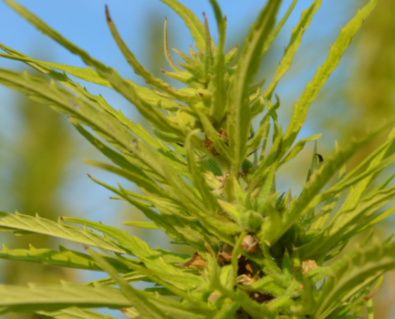 Nutzhanf – ein oft verkanntes Universaltalent