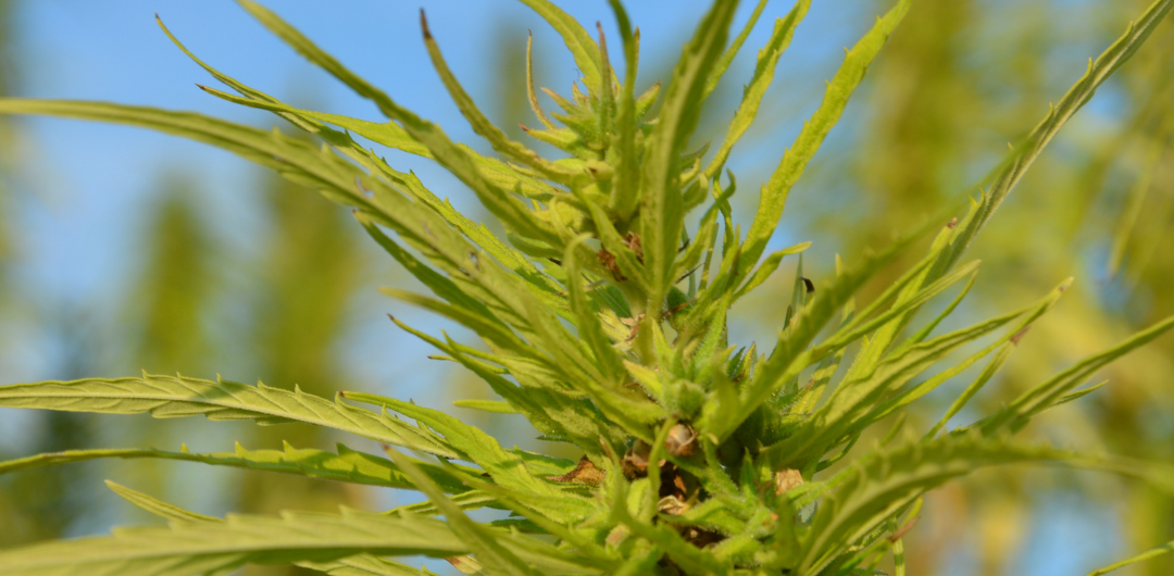 Nutzhanf – ein oft verkanntes Universaltalent