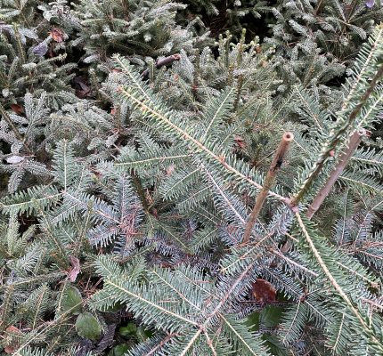 #carmenfragtnach – Weihnachtsedition: Nachhaltige Christbäume
