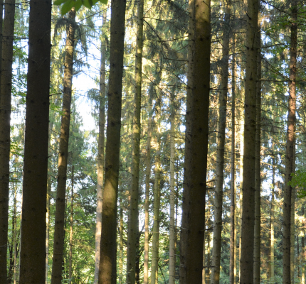 Energieholznutzung in Deutschland – eine Chance für den Klimaschutz