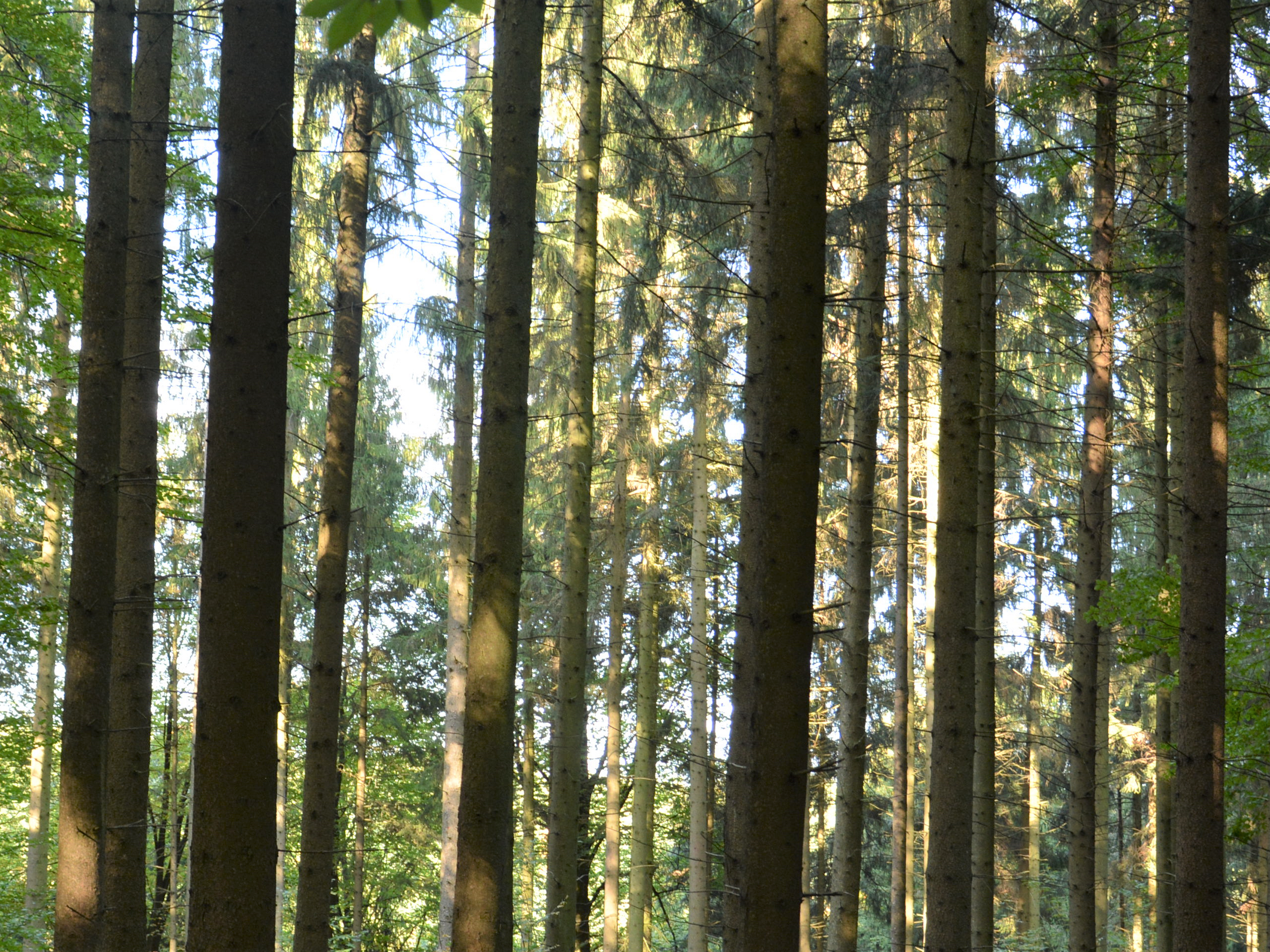 Holzenergie in Deutschland – eine Chance für den Klimaschutz