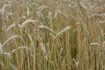 Feld Landwirtschaft Weizen