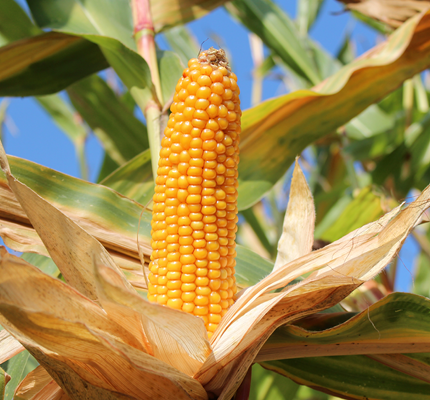Mais anbauen – Übersicht zur Informationsreihe