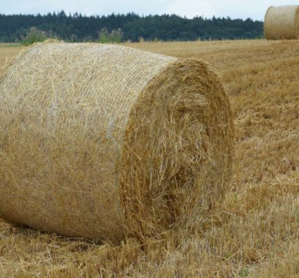 Zukunftskonzept Koppelprodukt: Wie aus Stroh, Mist und Co. nutzbare Energie wird