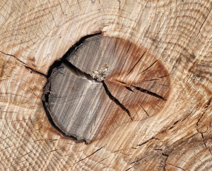 Allgäu im Doppelpack: Die Zukunft des Holzbaus
