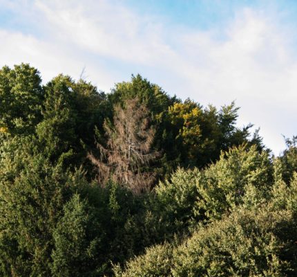 Vom Baum zum Bau – Beitragsreihe