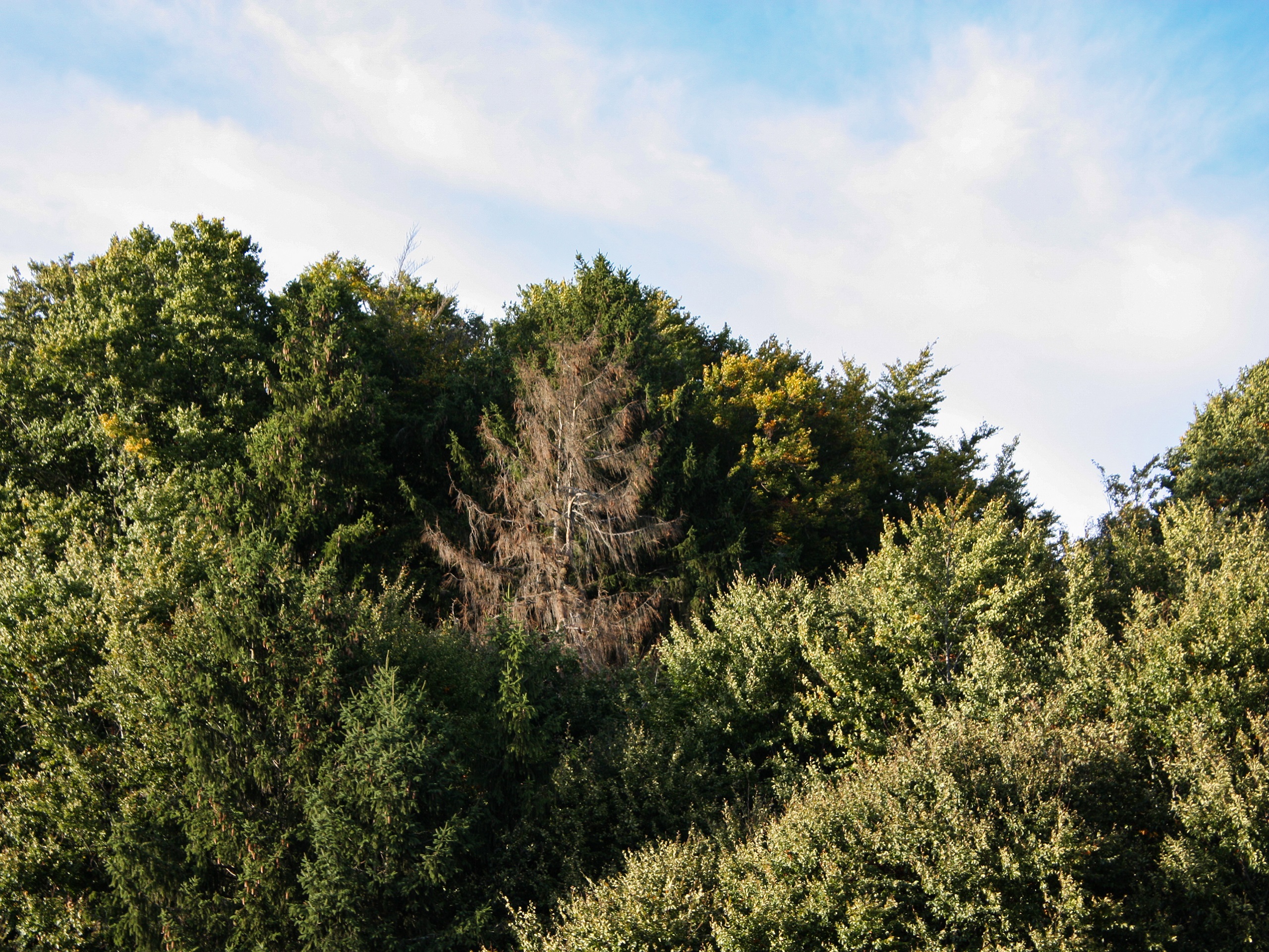 Vom Baum zum Bau – Beitragsreihe