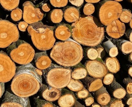 Jetzt bewerben: Förderung für kreative Nachwuchsforschung im Holzbau