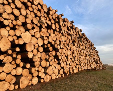 Vom Baum zum Bau – Teil 2