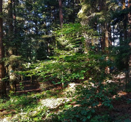 Hohe Waldbrandgefahr in Bayern: Waldministerin Michaela Kaniber mahnt zur Vorsicht