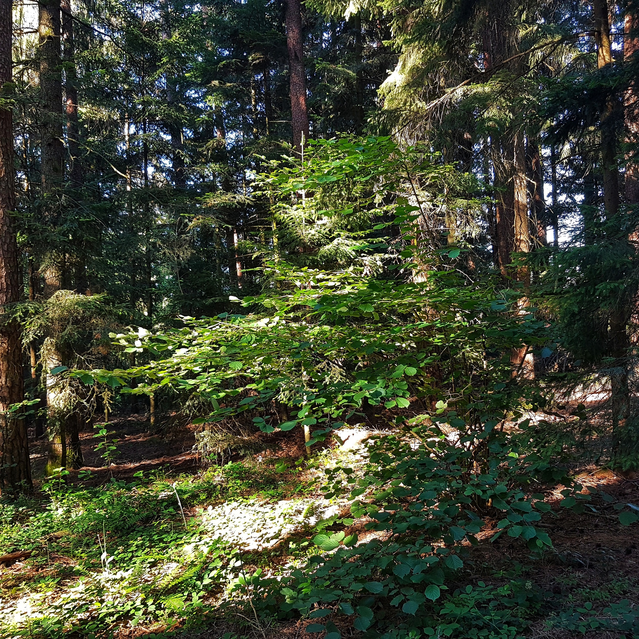 Hohe Waldbrandgefahr in Bayern: Waldministerin Michaela Kaniber mahnt zur Vorsicht