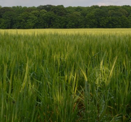 Innovative Forschung zu Zukunftsthemen der Landwirtschaft