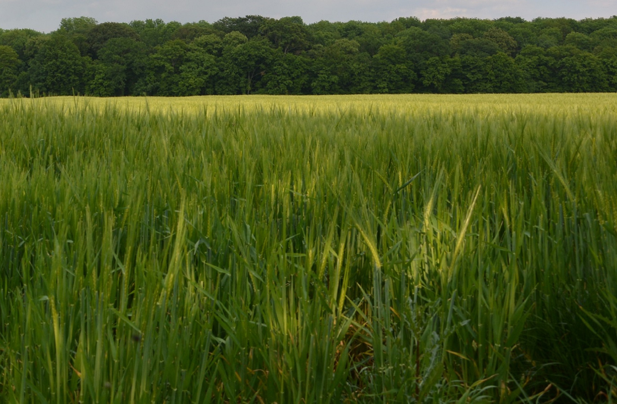 Innovative Forschung zu Zukunftsthemen der Landwirtschaft