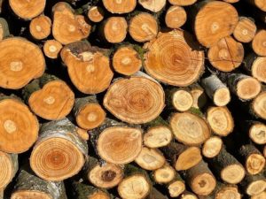 Rundholzstämme aufgeschichtet zur Lagerung