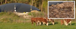 Das Bild zeigt grasende Kühe auf einer Weide sowie im Hintergrund eine Biogasanlage.