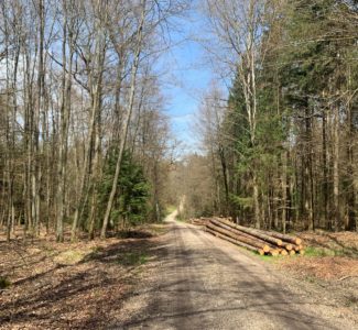 Waldstraße